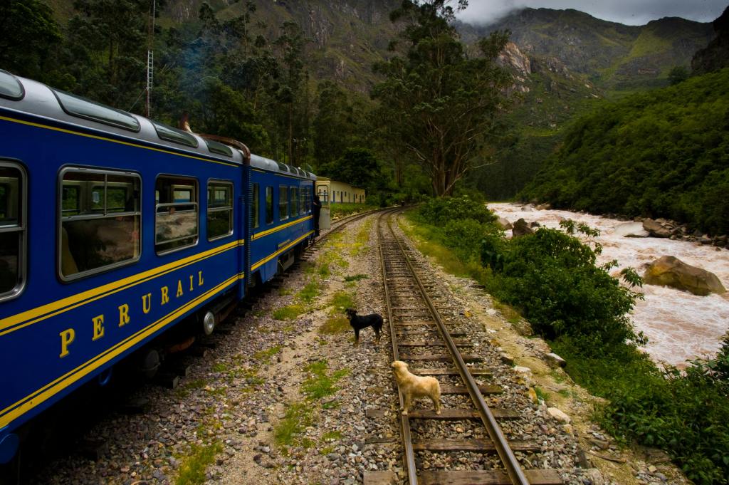 A blue train labeled 'Perurail' travels along railway tracks beside a river in a lush green valley, with mountains in the background and two dogs near the tracks. This train is travelling to Manchu Picchu. It is relatively expensive to use but there are budget alternatives if needed.