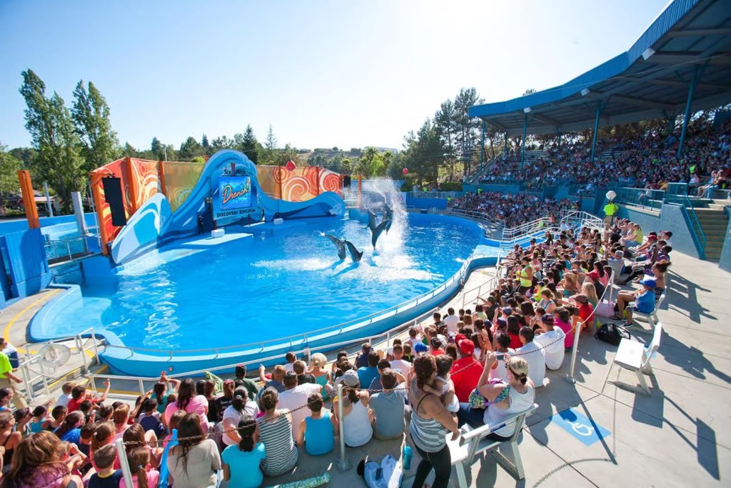 This image shows a dolphin pool within the Six Flags Discovery Kingdom in  Vallejo, California.  On the left hand side of the picture and at the bottom of the picture there are spectator viewing areas, packed out with spectators. In the Dolphin pool itself there are a number of dolphins jumping out of the water. Behind the dolphin pool the photo shows an area of vegetation and a pale blue sky. 