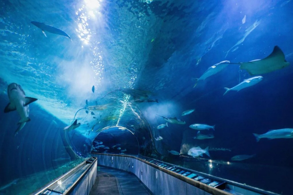 This image shows an under water glass walkway within the Aquarium of the Bay attraction. The walkway is surrounded by water containing a wide variety of marine life. 