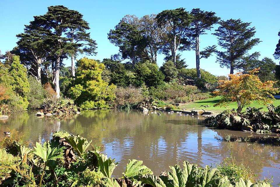 This image shows an artificial water feature within the San Francisco Botanical Gardens, Golden Gate Park, San Francisco, California. The water feature consists of a rectangular pond surrounded by exotic shrubs and trees. The overall colouring of the image ranges from the reflective browns / blues of the water to to light greens, greens, dark greens and autumnal oranges of the shrubs and trees through to light blue colouring of the sky above.