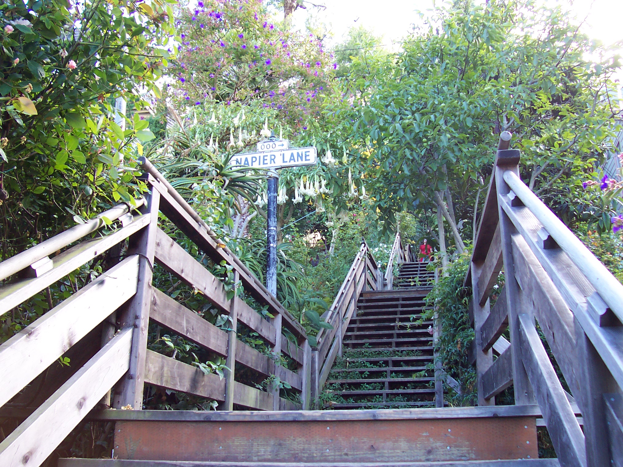 This image shows the wooden structure of the Filbert Street Steps, Telegraph Hill, San Francisco, California. The image has been taken from just below where Napier Lane crosses the alignment of the steps. The steps look to be old and perhaps in need of repair. They are surrounded by vegetation. A 'Napier Lane' street sign can be seen in the middle distance with a residential building just being discernable at the top of the photo.
