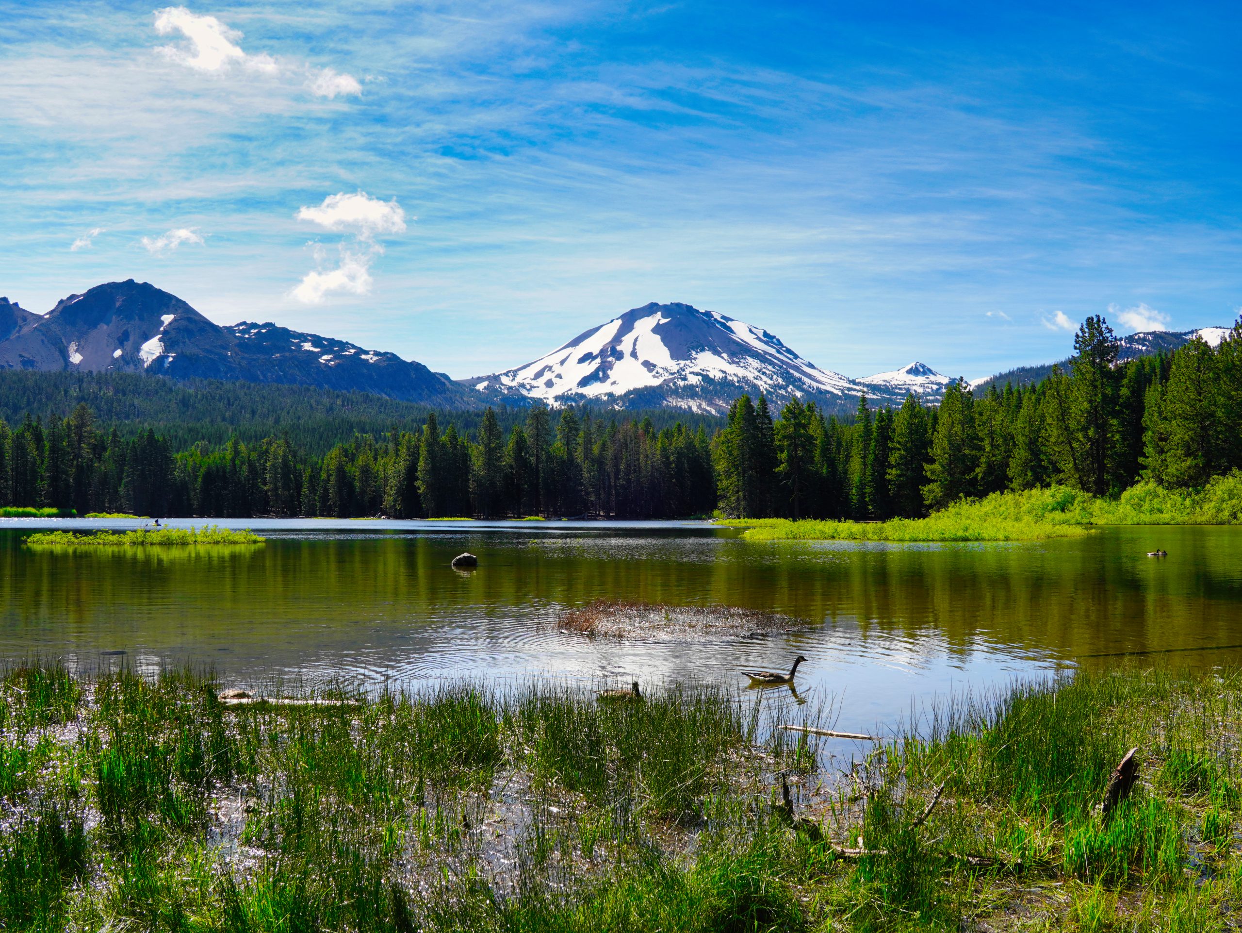 This image shows a view within Lassen Volcanic National Park. In the foreground there is a dark coloured lake, edged with green water reeds. Water birds are seen swimming in the lake. In the middle distance there is a forest of coniferous trees and in the further distance there are snow covered mountains set against a sky which is primarily blue with white puffs of cloud.