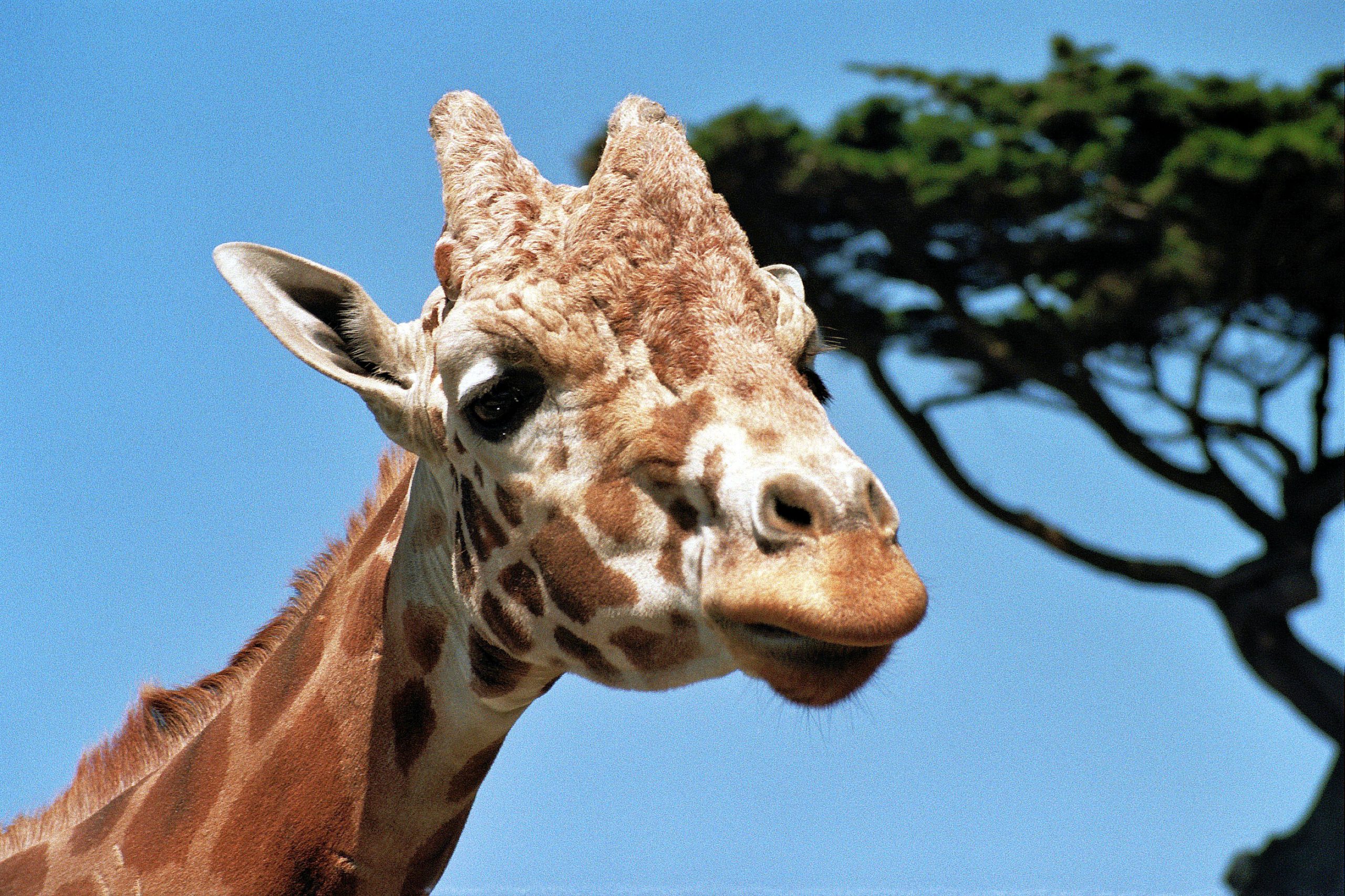 This image shows a giraffe's head and neck against a blue sky and the outline of a tree.. The giraffe looking out of the picture at the viewer.